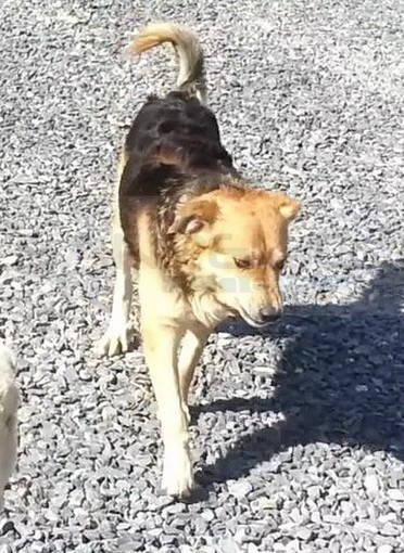 Taggia: è stato smarrito da circa 3 settimane 'Billy' il cane nella foto, l'appello dei proprietari
