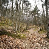 Sanremo adotta il nuovo Piano forestale 2027-2036: gestione sostenibile per 1.115 ettari di patrimonio comunale Sanremo adotta il nuovo Piano forestale 2027-2036: gestione sostenibile per 1.115 ettari di patrimonio comunale