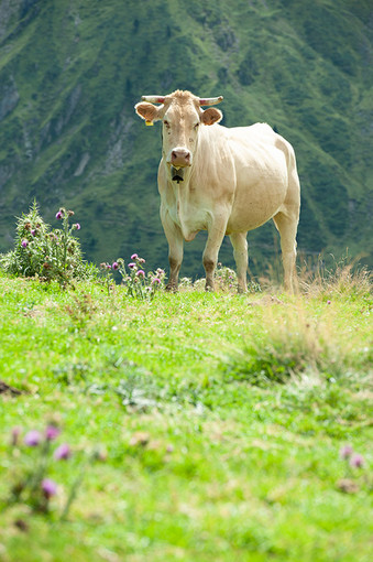 Carne: poca, ma buona e bionda. Nasce in Francia, ma cresce in Piemonte la pregiata Blonde d’Aquitaine