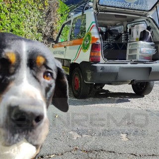 Ventimiglia: importante sinergia tra associazioni, Arkus ringrazia Emergenza ValNervia per il cane 'Artù' (Foto)