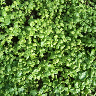 Sanremo: sarà un sabato pomeriggio dedicato al basilico, quello di domani al Museo Civico