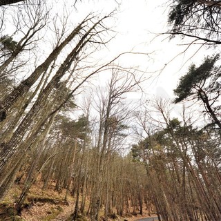 Intelligenza delle piante: tra scienza, metafora e mito, cosa sappiamo davvero del mondo vegetale oggi Intelligenza delle piante: tra scienza, metafora e mito, cosa sappiamo davvero del mondo vegetale oggi