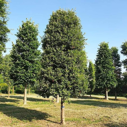 Ventimiglia: affidati i lavori per la riqualificazione del 'Bosco dei Lecci' vicino alla ciclabile di Nervia