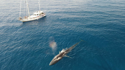 Un'altra balenottera avvistata nel 'Santuario dei Cetacei' a 20 miglia da Sanremo (Foto) Un'altra balenottera avvistata nel 'Santuario dei Cetacei' a 20 miglia da Sanremo (Foto)