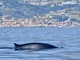 Balenottera comune davanti a Riva Ligure: il primo avvistamento del 2026 emoziona il Ponente ligure (Foto)