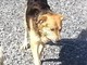 Taggia: è stato smarrito da circa 3 settimane 'Billy' il cane nella foto, l'appello dei proprietari Taggia: è stato smarrito da circa 3 settimane 'Billy' il cane nella foto, l'appello dei proprietari