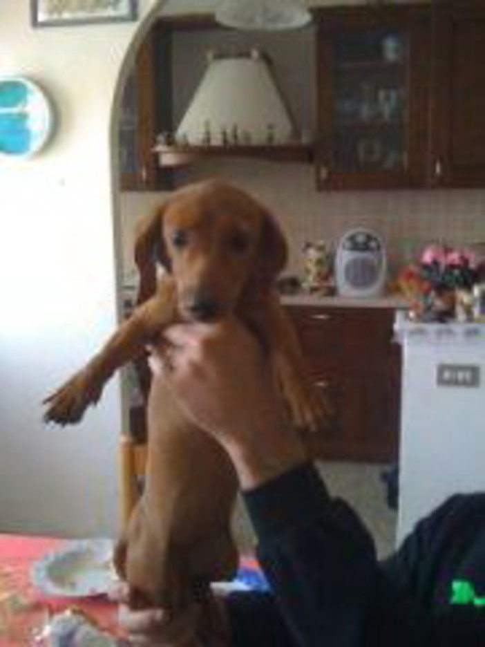 Bordighera: cagnolina fugge via durante l'incidente in via Pasteur, l'appello dei proprietari