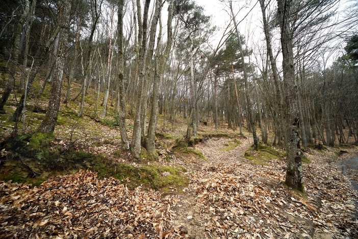 Sanremo adotta il nuovo Piano forestale 2027-2036: gestione sostenibile per 1.115 ettari di patrimonio comunale Sanremo adotta il nuovo Piano forestale 2027-2036: gestione sostenibile per 1.115 ettari di patrimonio comunale