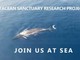 Nel Santuario dei Cetacei ecco lo spettacolo delle balenottere avvistate ieri dal drone (Foto e Video)