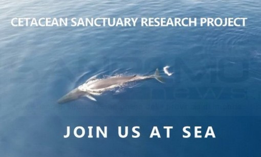 Nel Santuario dei Cetacei ecco lo spettacolo delle balenottere avvistate ieri dal drone (Foto e Video)