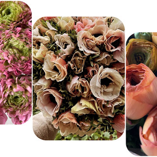 Biancheri Creazioni di Camporosso alla International Floriculture Trade Fair Biancheri Creazioni di Camporosso alla International Floriculture Trade Fair