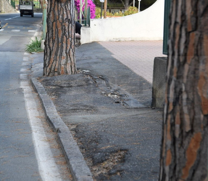 Sanremo: la Lipu è contro l’abbattimento dei pini di via Padre Semeria “Tecnologie moderne permettono di salvare gli alberi”