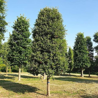 Ventimiglia: affidati i lavori per la riqualificazione del 'Bosco dei Lecci' vicino alla ciclabile di Nervia