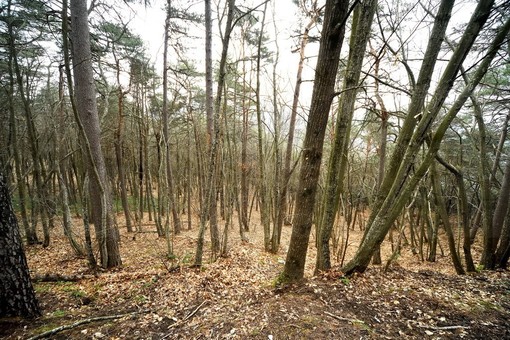 Verde urbano e Nature Restoration Law: un webinar per pianificare il futuro delle città sostenibili Verde urbano e Nature Restoration Law: un webinar per pianificare il futuro delle città sostenibili