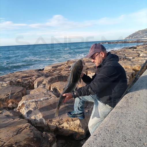 Sanremo: branzino di 8 kg pescato questa mattina con la canna dalla scogliera di Pian di Nave (Foto)