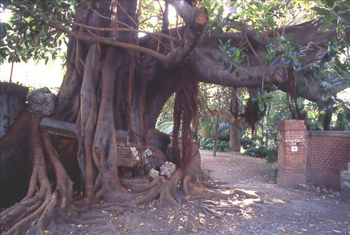 Bordighera: sabato 29 agosto il Ficus Macrophylla del Museo Clarence Bicknell, 'testimonial' della Liguria nel programma 'I Giganti' di Rai1 Bordighera: sabato 29 agosto il Ficus Macrophylla del Museo Clarence Bicknell, 'testimonial' della Liguria nel programma 'I Giganti' di Rai1
