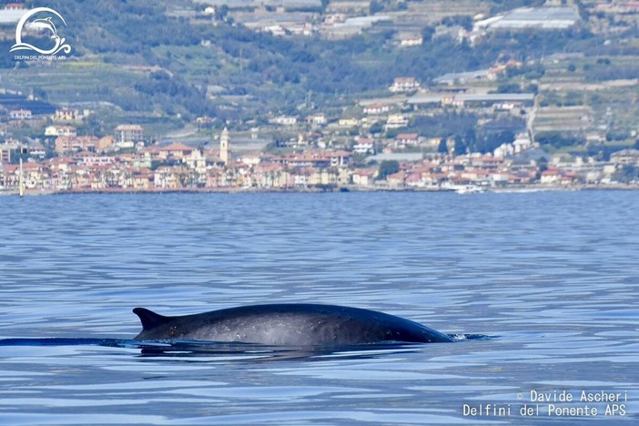 Balenottera comune davanti a Riva Ligure: il primo avvistamento del 2026 emoziona il Ponente ligure (Foto)