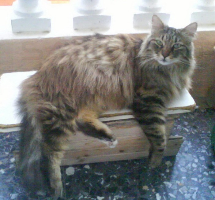 Bordighera: smarrito ieri il gatto Bibo, la preoccupazione della sua proprietaria (Foto)