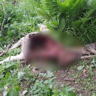 Bovini attaccati da un branco di lupi sul monte Frontè: preoccupazione tra gli allevatori in montagna Bovini attaccati da un branco di lupi sul monte Frontè: preoccupazione tra gli allevatori in montagna