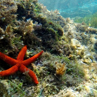Bordighera Blu Park va a scuola: ad aprile le prime attività divulgative