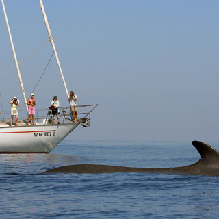 Sanremo: 'A Portosole si racconta', questa sera l’istituto Tethys protagonista di un interessante incontro
