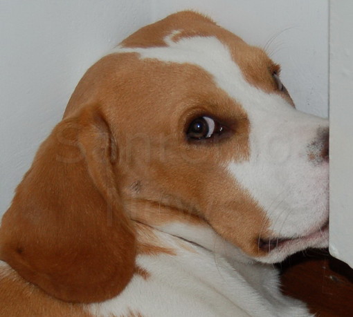 Ventimiglia: affidato dalla Commissione Straordinaria il 'Polo di Emergenza veterinaria'