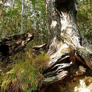 Bajardo: domenica prossima escursione nel bosco tra pini, castagni e agrifogli con Ponentetrekking