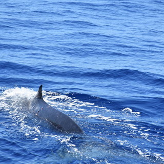 Imperia: non solo nel 'Santuario dei Cetacei', ecco le foto di un delfino vicino al molo di Oneglia