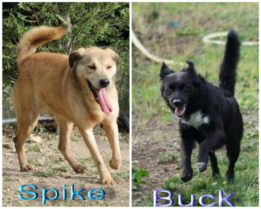 Canile Pluto's Residence Bussana di Sanremo: Buck e Spyke hanno bisogno di nuove case