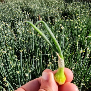 Camporosso: anche nei campi dell'agricoltore-scrittore Marco Damele al via la raccolta dei bulbi di cipolla egiziana