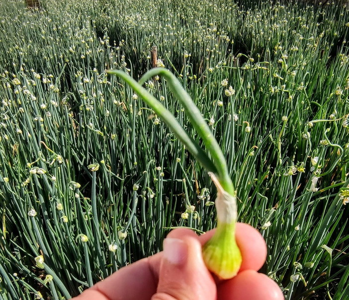 Camporosso: anche nei campi dell'agricoltore-scrittore Marco Damele al via la raccolta dei bulbi di cipolla egiziana