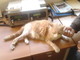 Ventimiglia: il gatto Bartolo, mascotte dei Vigili del Fuoco, sta molto meglio Ventimiglia: il gatto Bartolo, mascotte dei Vigili del Fuoco, sta molto meglio