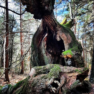Bajardo: al via una serie di appuntamenti, domenica l'escursione al 'Fantastico bosco di Grou' Bajardo: al via una serie di appuntamenti, domenica l'escursione al 'Fantastico bosco di Grou'