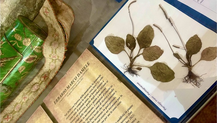 Coldirodi, esposizione botanica alla Pinacoteca Rambaldi - Museo di Villa Luca