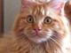 Sanremo: ritrovata la gattina rossa di nome Birra, i ringraziamenti dei proprietari