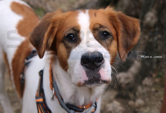Bordighera Dog Show