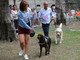 Bordighera: nel giorno di San Francesco sfilano ai Giardini Lowe i cani del Dog Show