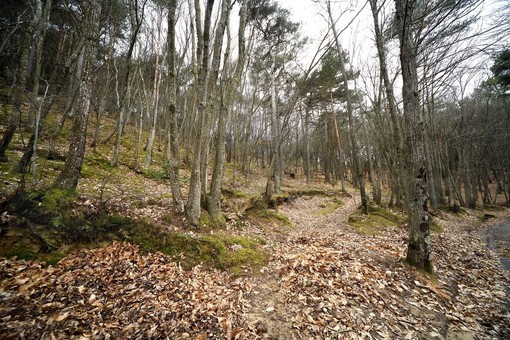 Sanremo adotta il nuovo Piano forestale 2027-2036: gestione sostenibile per 1.115 ettari di patrimonio comunale Sanremo adotta il nuovo Piano forestale 2027-2036: gestione sostenibile per 1.115 ettari di patrimonio comunale