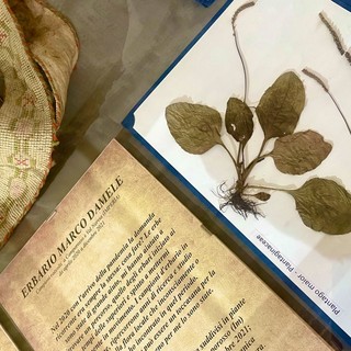 Coldirodi, esposizione botanica alla Pinacoteca Rambaldi - Museo di Villa Luca