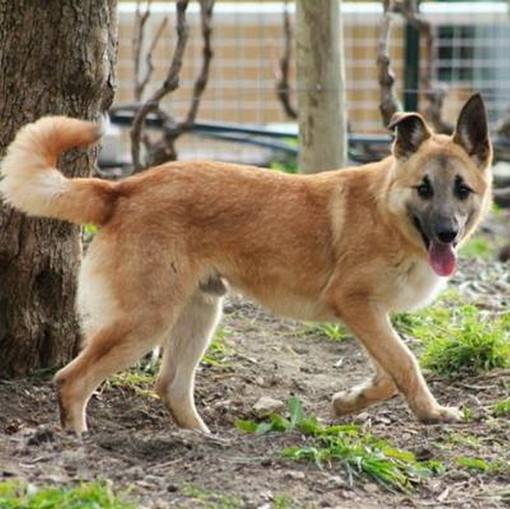 Sanremo: canile Pluto's Residence il cane Birillo è stato adottato Sanremo: canile Pluto's Residence il cane Birillo è stato adottato