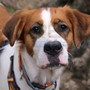 Bordighera Dog Show