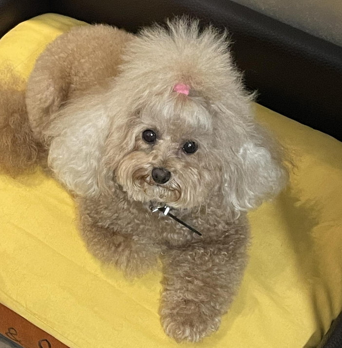 Bordighera: cagnolina aggredita domenica da un pitbull sul lungomare, la denuncia della proprietaria