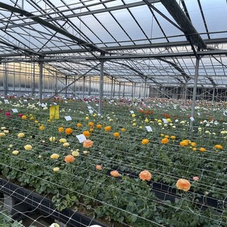 Camporosso: alla Biancheri Creazioni un open day lungo 40 giorni per scoprire la nuova produzione floricola