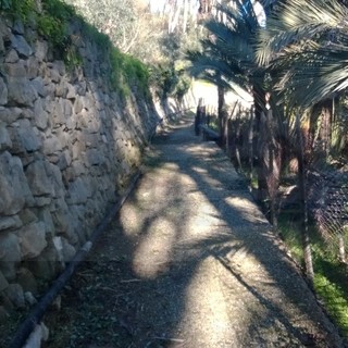 Bordighera: martedì prossimo un incontro sulla storia e rinascita del palmeto del Beodo