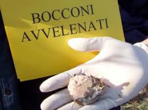 Ospedaletti: durante la passeggiata con il cane scoprono alcuni bocconi con ami e chiodi Ospedaletti: durante la passeggiata con il cane scoprono alcuni bocconi con ami e chiodi