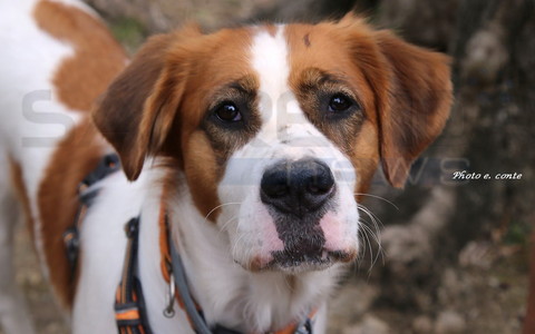 Bordighera Dog Show