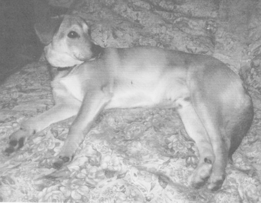 Sanremo: è stato smarrito a Coldirodi il cane Bobo Sanremo: è stato smarrito a Coldirodi il cane Bobo