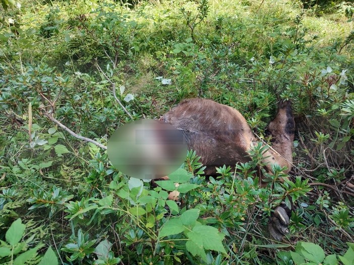 Pigna: capre attaccate da un branco di lupi ed esplode la polemica per i cani 'obbligati' a essere legati (Foto) Pigna: capre attaccate da un branco di lupi ed esplode la polemica per i cani 'obbligati' a essere legati (Foto)