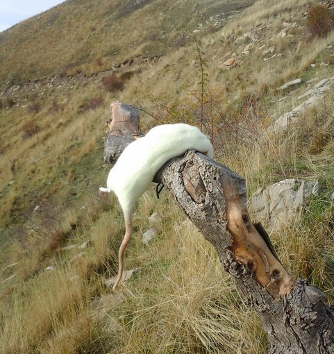 Esca da bracconaggio scoperta in un alpeggio a Montegrosso Pian Latte: indagini della Polizia Provinciale
