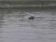 Sanremo: durante il Festival può capitare di tutto, ecco un cinghiale nuotare tra il porto e le spiagge (Video) Sanremo: durante il Festival può capitare di tutto, ecco un cinghiale nuotare tra il porto e le spiagge (Video)